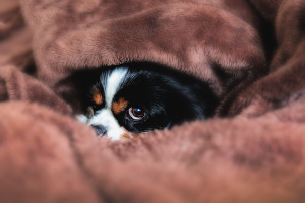 A puppy snuggled in a blanket